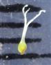  Pistil